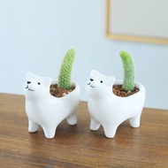 Cactus Ball Succulent Office Desktop Green Plant Creative Nine-Tailed Fox Monkey Tail Pillar 10.5