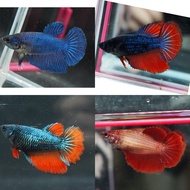 ปลากัดฮาฟมูนเมีย พร้อมรัด ไข่แน่น คละสี สีประมานในรูป มีประกันสินค้า