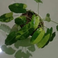 Berkualitas / tanaman hias philodendron burle marx varigata