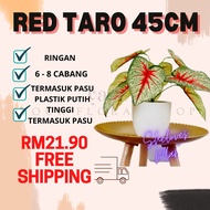 [READY STOCK] 🔥 Red Taro/ Keladi Cat Tumpah 45cm Free White Pot | Artificial |  Plastic | Home Decor | Murah | Viral