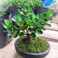 Bibit Bonsai MIKRO DOLAR MANGKOK / Bonsai Dolar Mangkok Mini Murah