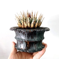 珍品！ 曲刺妖炎 ｜Agave utahensis var. eborispina ❤️‍🔥  ………………………………….. NO·妖炎·塊根植物·象牙宮·龜甲龍·象足漆樹·白皮橄欖·龍舌蘭·