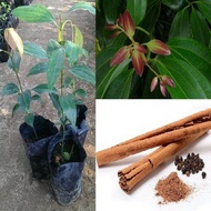 MDC- Cinnamomun zeylanicum Sapling / Anak Pokok Kayu Manis Ceylon / kayu manis untuk masakan Anak Pokok Tanaman Benih Garden Seed Seeds