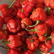10pcs seeds@half fruit  7 pot Red hot Pepper seeds