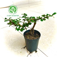 Mini Fujian tea tree for table