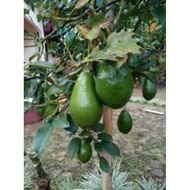 Avocado(Anak Pokok Avocado)Kampung