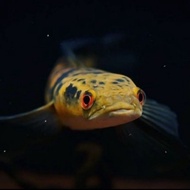Channa Maru Yellow Sentarum Size 4 - 5 Inci