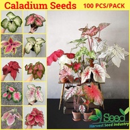 [Fast Delivery] Caladium Seeds for Planting 100 seeds/pack, Mixed Color, Easy To Grow Rare Flower Seeds  Caladium Leaf
