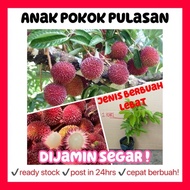 Rina • anak pokok pulasan • cepat berbuah hybrid nephelium mutabile buah fruit sapling Malaysia berbuah lebat gardening