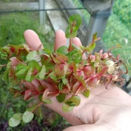 Aquarium landscape live water plant/Rotala rotundifolia blood red/Tumbuhan akuatik/水草 血红宫廷/Aquarium decorations