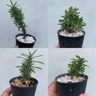 Dwarf Poisetia (Euphorbia milii) Seed Plant