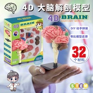Human Brain Model Human Brain Neurodynamic Stem Structure Brain Vascular Distribution Brain Function