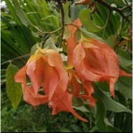 KKB Red Desmos, Red ylang ylang, Kenanga Merah