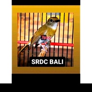 burung srdc ori bali jantan