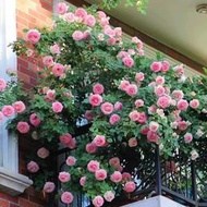 現貨  特價 小欣百貨  粉色龍沙寶石爬藤本月季薔薇花苗盆栽四季濃香玫瑰花卉植物庭院開