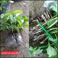 หัวบุกหวาน หัวบุกไม่คัน บุกหวาน บุกไม่คัน Konjac Devils tongue Umbrella arum Shade palm / idawalil