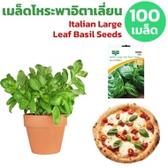 [100 seeds] Italian Basil seeds Large Leaf