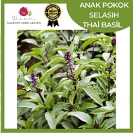 THAI BASIL |ANAK POKOK SELASİH | DAUN SELASIH SEGAR