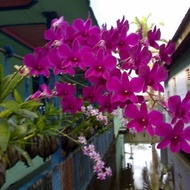 anggrek dendrobium bantimurung jumbo