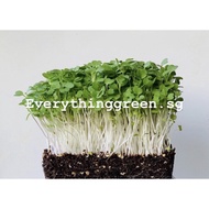 Arugula Rocket Microgreen Sprout Vegetable Seeds Pack - Certified Organic &amp; GMO-Free 2M1H
