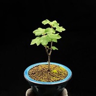 SG284-日本正版圓葉宮祥楓優選株/非國產尖葉🔥精品植物小盆栽禮物🔥