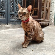 Kucing Bengal Rosetted Brown
