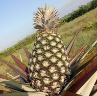 #bibit nanas madu super jumbo unggulan siap tanam #laleurlanang