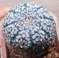 泰國實生浓白V兜(5.5cm)(多肉植物,塊根植物,球根植物,龍舌蘭, 仙人掌，仙人球,石化, 綴,菊水,海鮮,草球,牡丹,玉露)