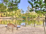 京阪神奈｜環球影城.神戶動物王國.清水寺.奈良小鹿.海遊館五日｜保住兩晚環球旁飯店