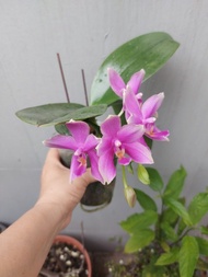 ❤️有香味～香奈兒粉色蝴蝶蘭盆栽