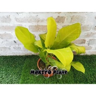 Philodendron Golden Goddess / Malay Gold 金锄蔓绿绒 🌿Live Plant 🌿