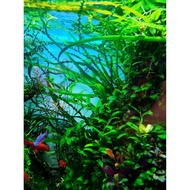Aquatic vines with standard leaf shape - Water leaf aquatic plants - H2 Aquatics