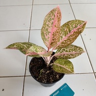 Aglaonema Aglaonema Romeo