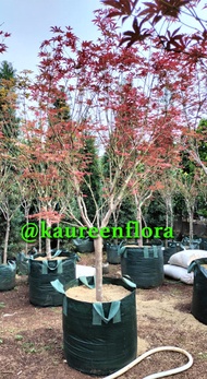 Pohon Red Maple Jepang Berkualitas Import | D. 6cm - T 2-2,5 M