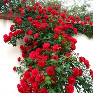 Rose Seedlings Yunnan Straight Hair15Climbing Vine Everblooming Limbing Rose Cold-Resistant and Heat-Resistant Flower Pl