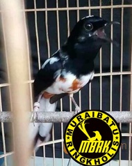 telur murai batu blorok fertil