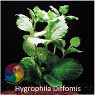 Aquatic Live Plants (Hygrophila Diffomis) 51