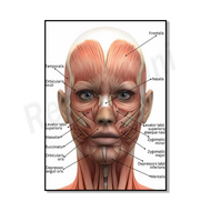 2025 Facial muscles poster facial anatomy medical spa poster plastic surgery spa nurse syringe decor