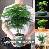 ปลูกง่าย เมล็ดสด100% เมล็ดพันธุ์ หน่อไม้ฝรั่งเฟิร์นต้น บรรจุ 50 เมล็ด Asparagus Fern Tree Plant Seeds เมล็ดดอกไม้ บอนสีราคาถูก เมล็ดบอนสี ต้นไม้มงคล บอนสี ต้นดอกไม้สวยๆ เมล็ดพันธุ์ดอกไม้ ไม้ประดับ พันธุ์ดอกไม้ ต้นบอนสี บอนไซ ดอกไม้ปลูก Seeds for planting