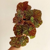 READY Tanaman hias begonia keong brown / keong madu / begonia cowardly