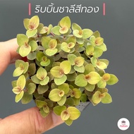 ริบบิ้นชาลีสีทอง #กระถางแขวน4นิ้ว ไม้อวบน้ำ กุหลาบหิน cactus&succulentหลากหลายสายพันธุ์