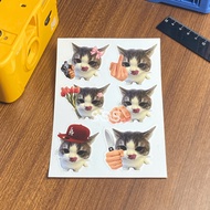 CAT STICKERS AESTHETIC STICKERS CAT MEME STICKERS SUNDAY STICKERS STUFF