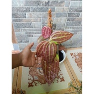 Hoya bunga merah coklat
