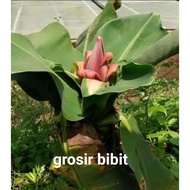 Bibit pisang Brazil ( pisang mini)