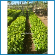 Mahogany Tree Seedlings (1pc.)