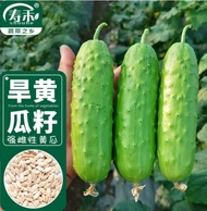Strong female dry cucumber seeds Green melon spring vegetable seeds Weiched jade dry cucumber seeds