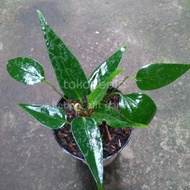 anthurium crispimarginatum/keris hitam