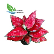 - RED ANJAMANI SUPER JUMBO - TANAMAN HIAS AGLONEMA / AGLAONEMA