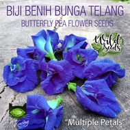 Biji Benih Bunga Telang (Dua Lapisan), Pokok Kacang Telang, Pokok Telang / Butterfly Pea (Double Layer)