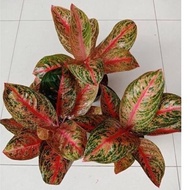 WIDURI - TANAMAN HIAS AGLONEMA / AGLAONEMA ANIPUSPITA28